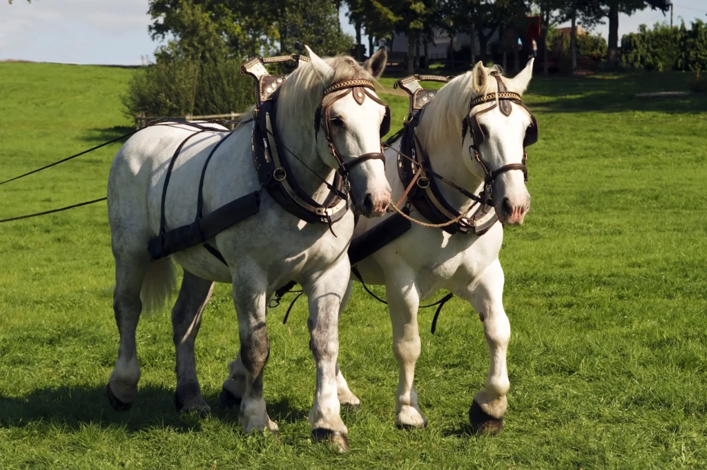 Chevaux Percheron